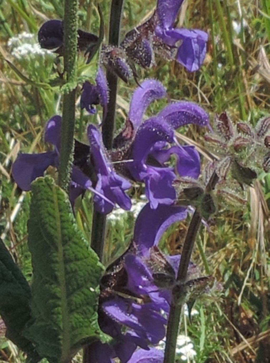 Fiore bleu di...Salvia pratensis